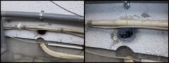 アライグマ駆除　若宮市