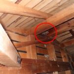 【八幡西区】スズメバチ駆除の事例紹介と料金費用相場