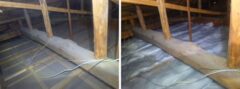 アライグマ駆除　京都郡