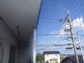鳩駆除 料金