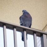 北九州市でマンションの鳩被害にお困りの方へ｜ベランダ鳩ネット施工事例