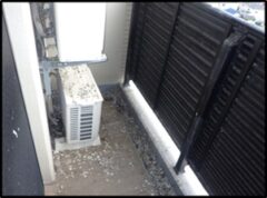 鳩駆除　朝倉郡