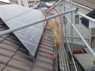 鳩駆除　太宰府市