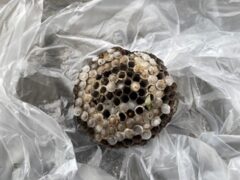 スズメバチ駆除　料金