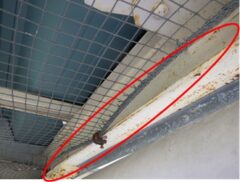 鳩駆除　日田市