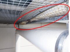 鳩駆除　日田市