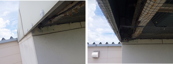 鳩駆除 日田市