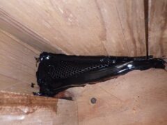 コウモリ駆除　神崎市