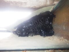 イタチ駆除　粕屋郡