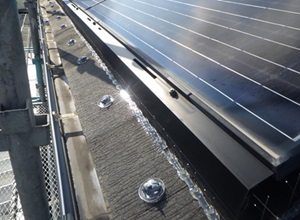 鳩駆除　古賀市