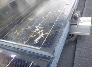 鳩駆除　古賀市