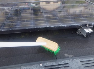 鳩駆除　古賀市