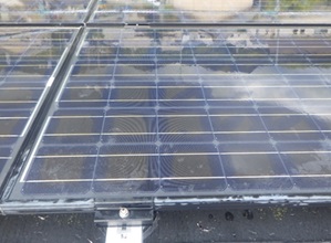 鳩駆除　古賀市