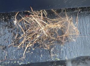 鳩駆除　古賀市