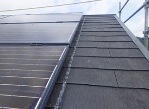 鳩駆除　古賀市