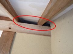 イタチ駆除　美祢市