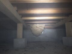 スズメバチ駆除　門司区