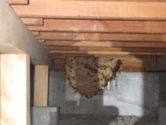 スズメバチ駆除　門司区