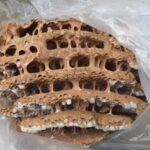 【下関市】スズメバチ駆除 料金の相場と助成金完全ガイド