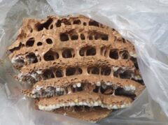 スズメバチ駆除　門司区