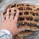 【門司区】スズメバチ駆除の事例紹介と料金、費用相場について