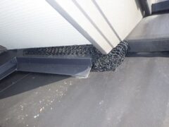 鳩駆除　中津市