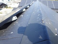 鳩駆除　中津市