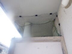 鳩駆除　遠賀郡