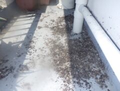 鳩駆除　遠賀郡