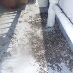 【遠賀郡】鳩駆除の事例紹介と料金、費用相場について