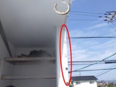 鳩駆除　遠賀郡