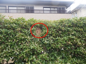 スズメバチ駆除 小野田市