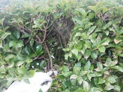 スズメバチ駆除　小野田市
