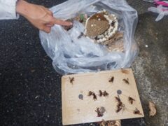 スズメバチ駆除　小野田市