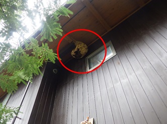 スズメバチ駆除　下関市