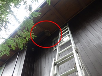 スズメバチ駆除　下関市
