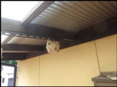 スズメバチ駆除　田川郡