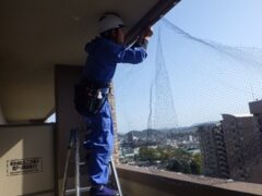 鳩駆除　築上市