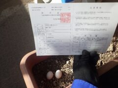 鳩駆除　築上市