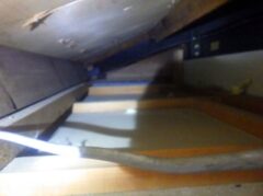 ネズミ　遠賀郡