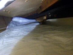 イタチ駆除　筑紫野市