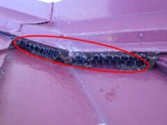 イタチ駆除　筑紫野市