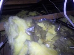 イタチ駆除　筑紫野市