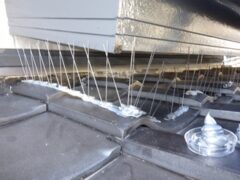 鳩駆除　筑紫郡