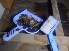 イタチ駆除　筑紫野市