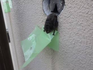 コウモリ駆除 鳥栖市