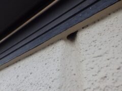 コウモリ駆除　鳥栖市