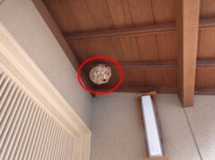 スズメバチ駆除　宇部市
