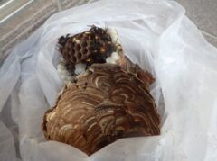 スズメバチ駆除　宇部市