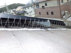 鳩駆除　宇佐市